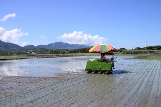 rice0003.JPG