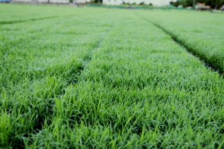rice0007.JPG